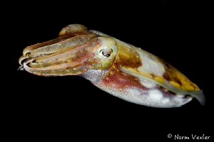 Cuttlefish photographed in Ambon Harbor by Norm Vexler 